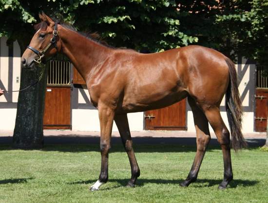 Galileo-x-Royal-Highness-filly_2