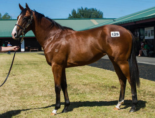 first-seal-as-yearling-featured