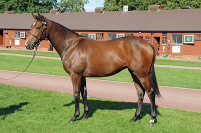 the-War-Front-x-Dawn-Chorus-filly