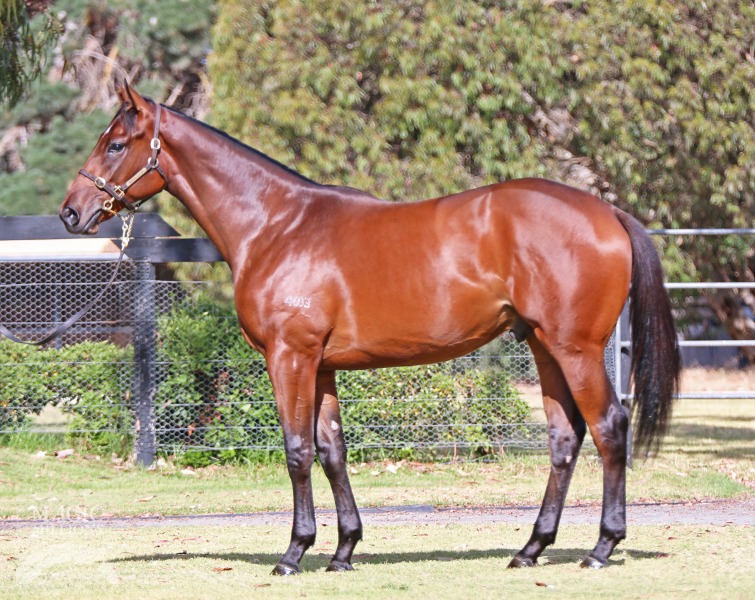 I Am Invincible x You're Discreet colt