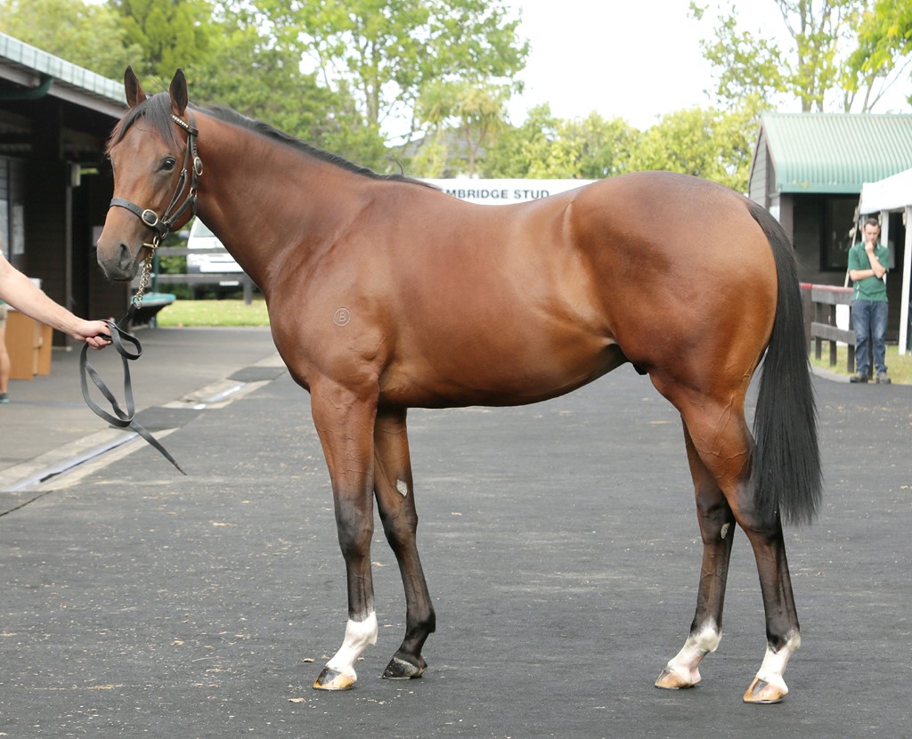 O'Reilly x Volksrose colt