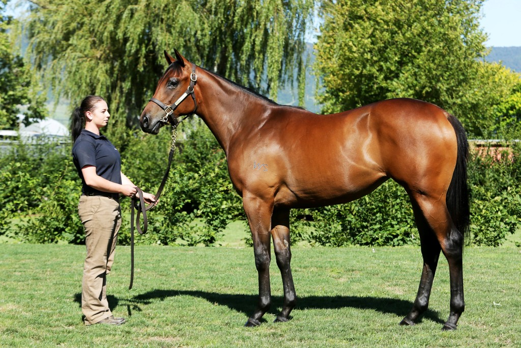 Savabeel x Daffodil filly