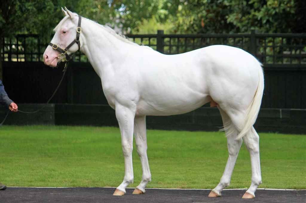Shamexpress x The Opera House colt