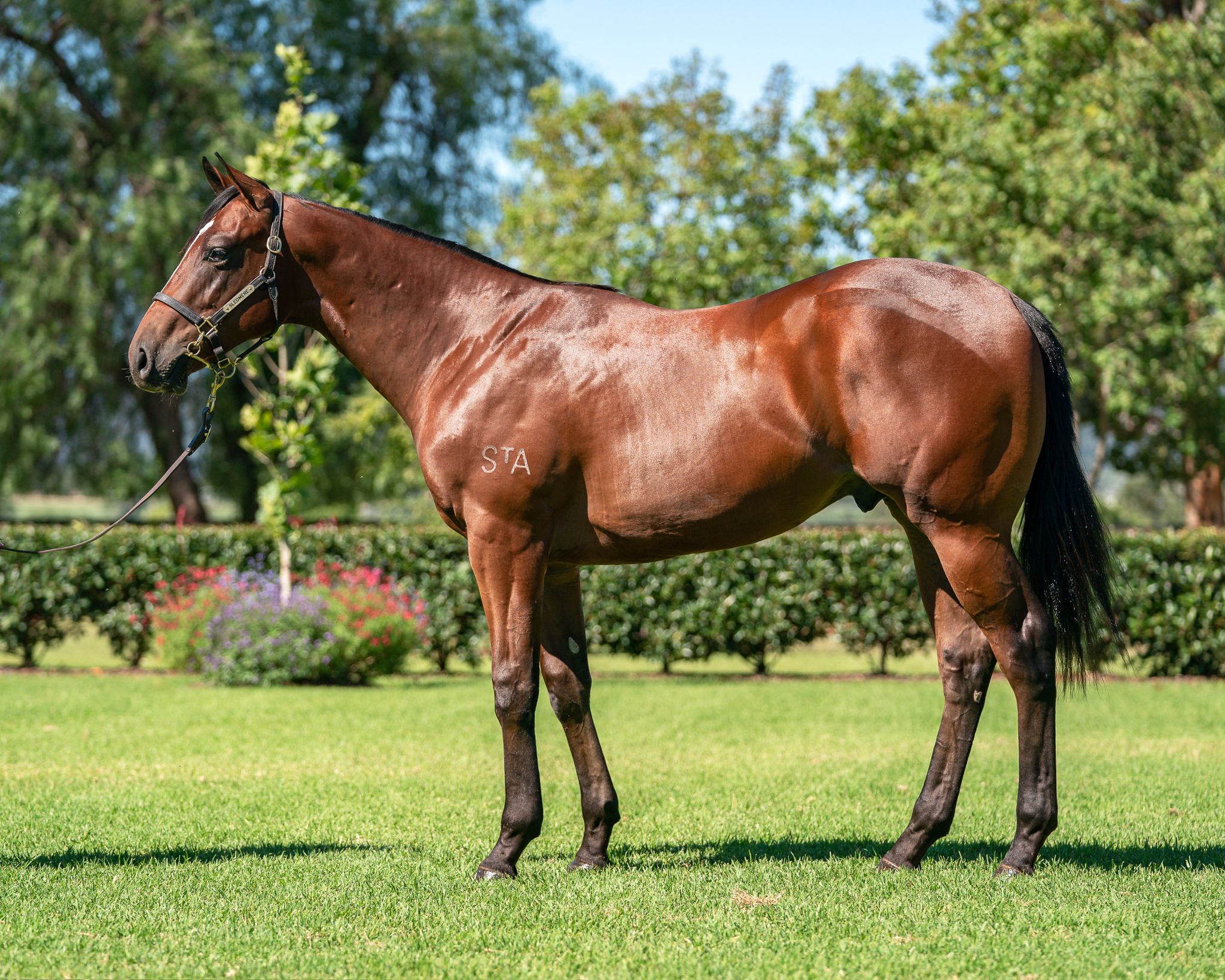 Snitzel x Lassiter's Cat colt