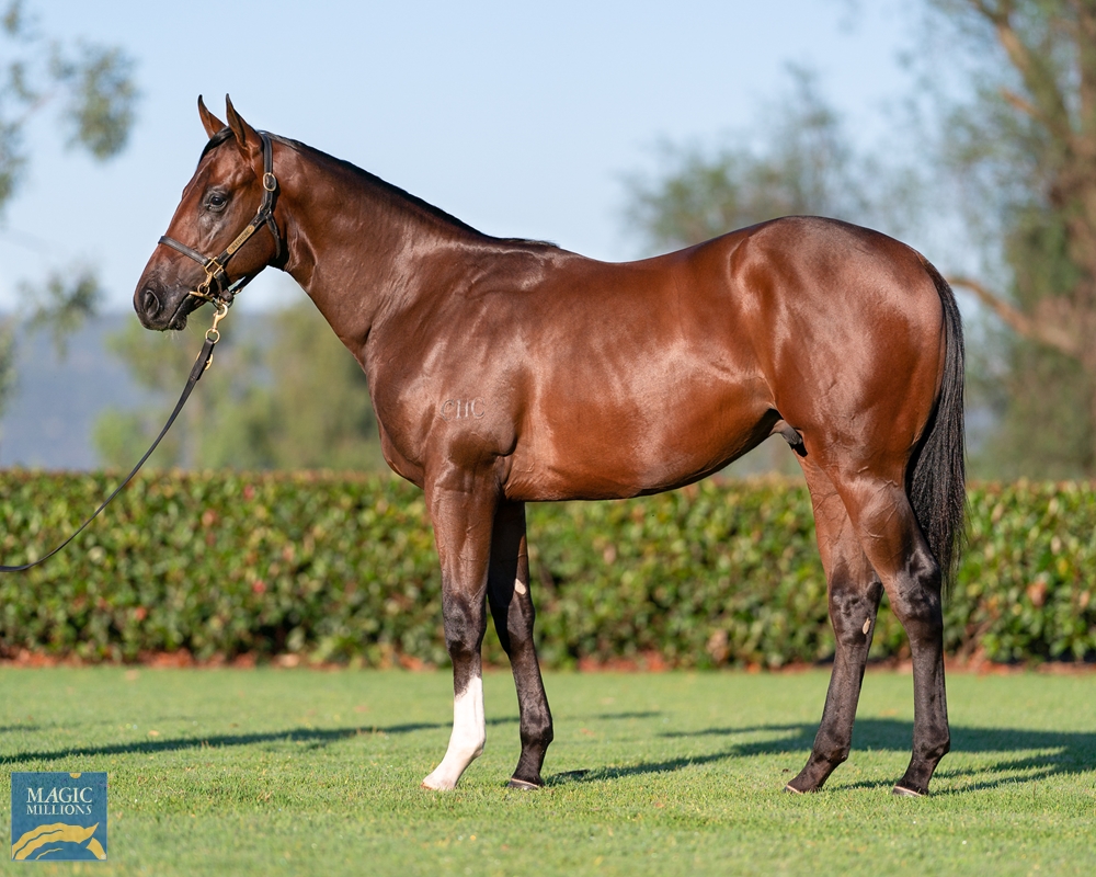 Zoustar x Pirapala colt was highest priced yearling for CHC in 2022