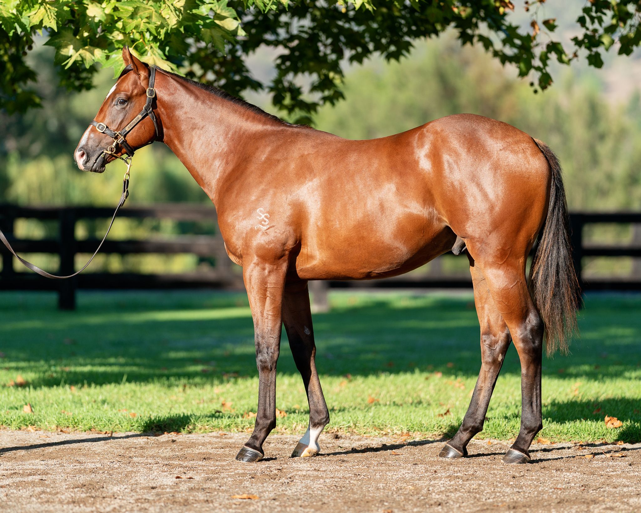 Lot 154 Deep Field x Granny Red Shoes colt