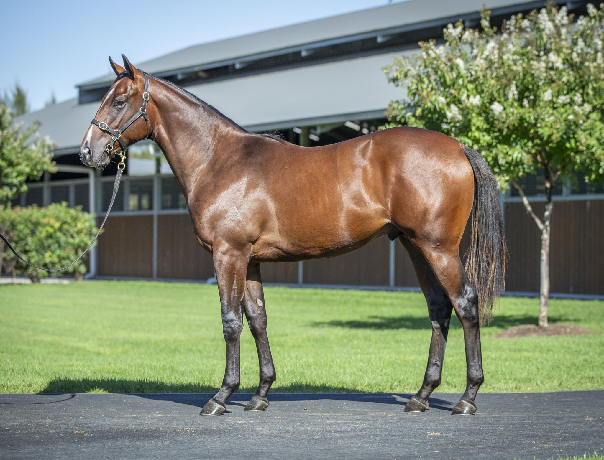 Lot 58 Snitzel x Carry On Alice (SAF) colt