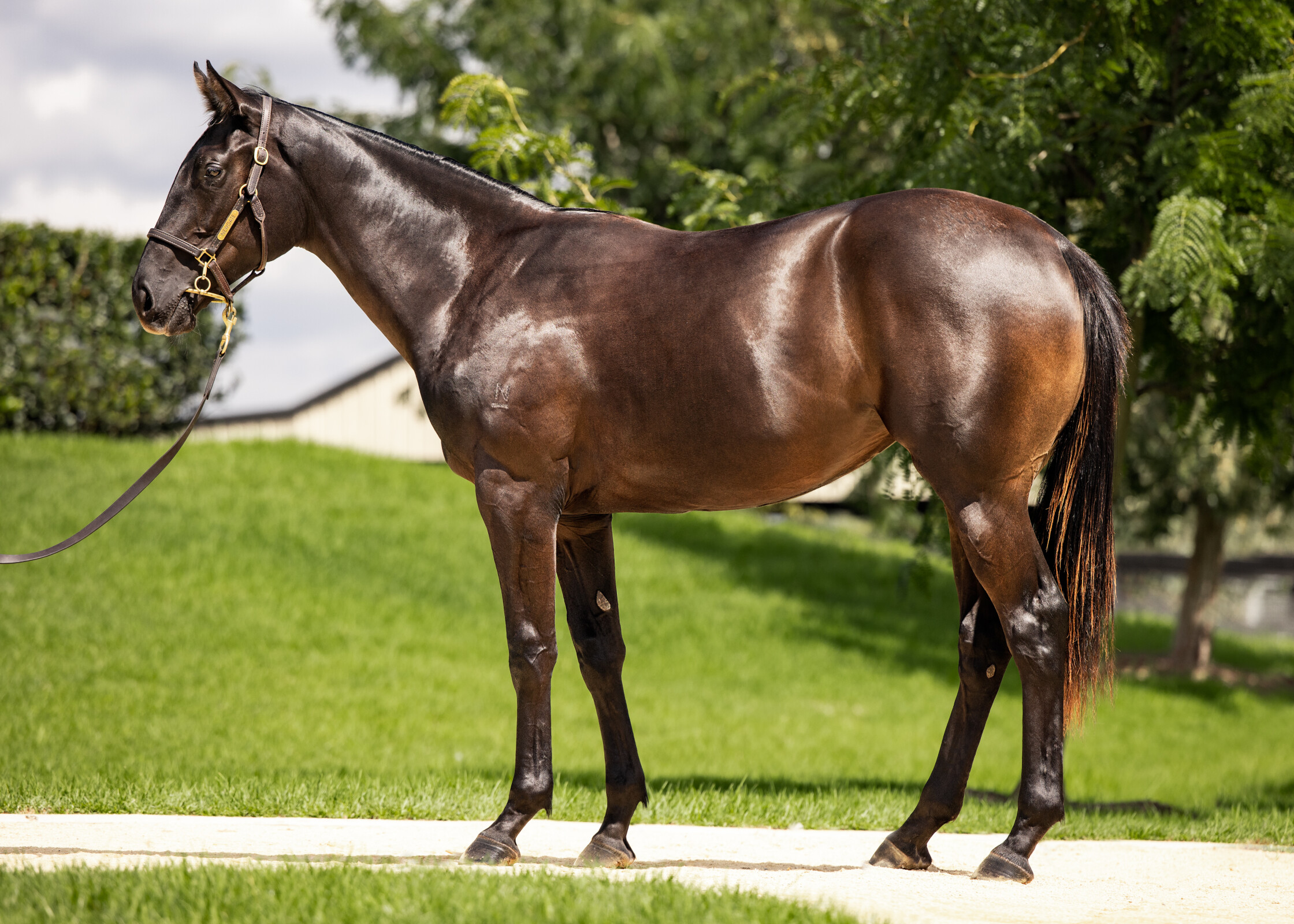 August Bloom as a yearling