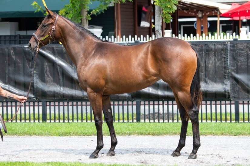 IMG_0417-Quality Road-Yellow Agate filly