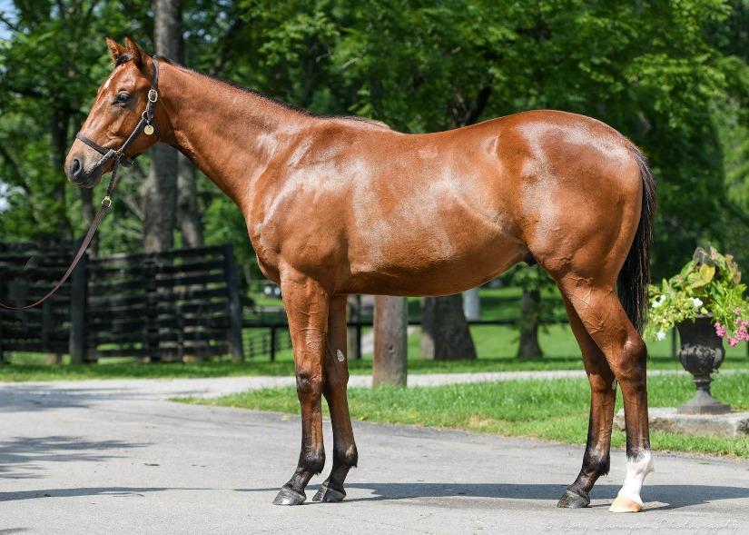 IMG_0420-Mischief colt we bought for $1m