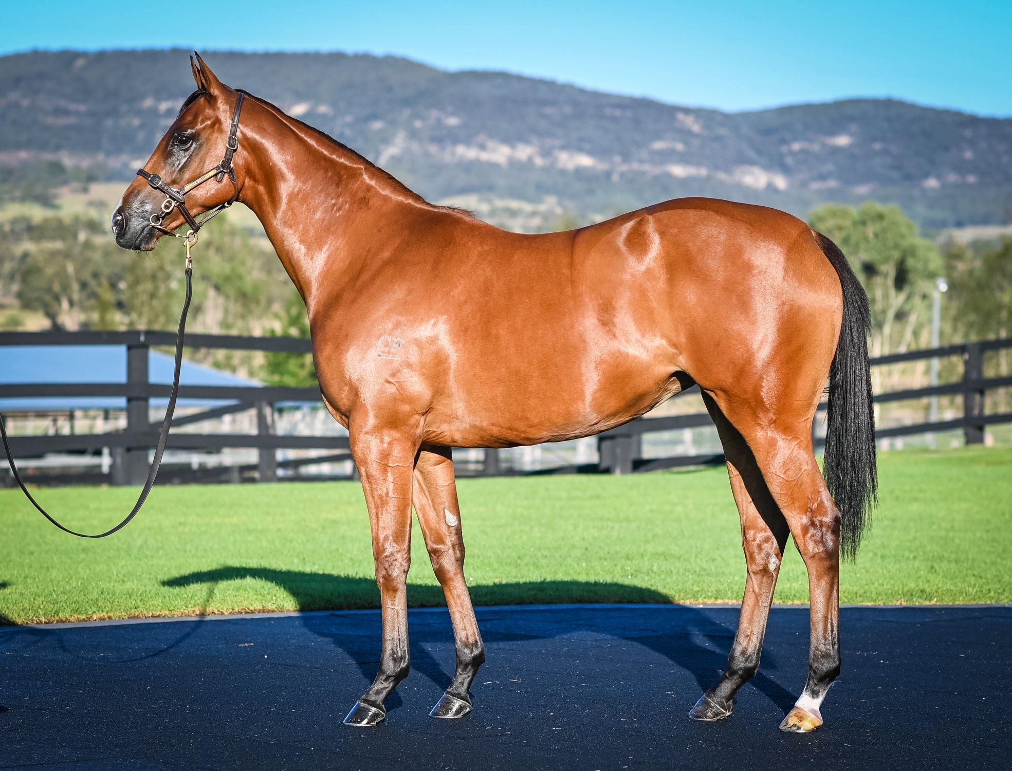 I Found You was an exceptional yearling that is developing into an exciting racing prospect