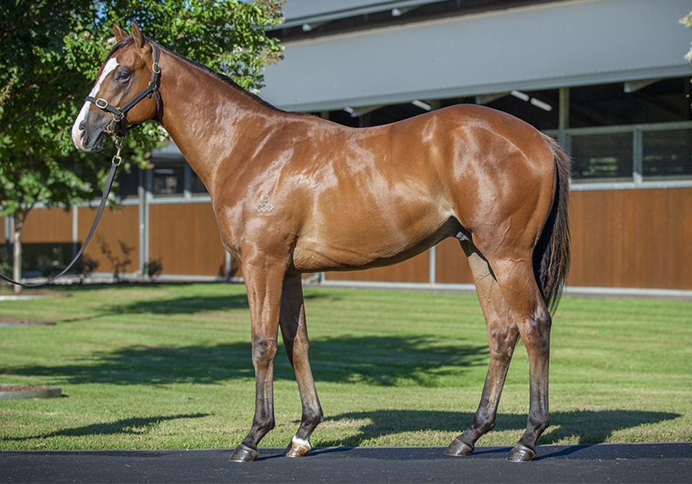 Snitzel x Dream Date colt-