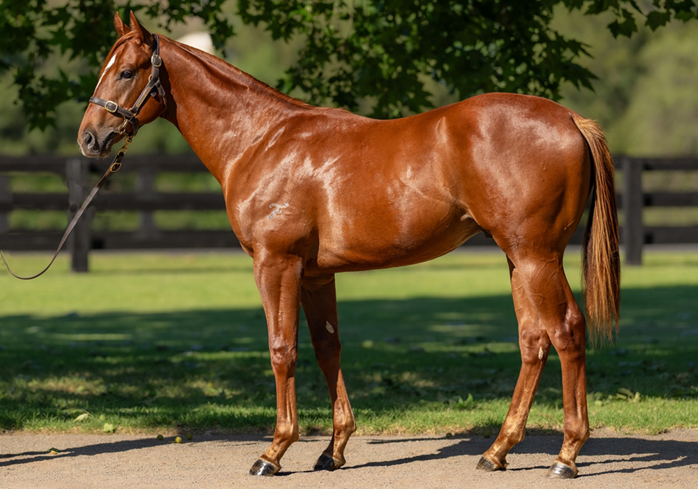 Snitzel x Warranty colt-