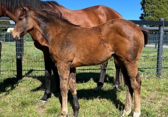 20251119-Ozmossis foal