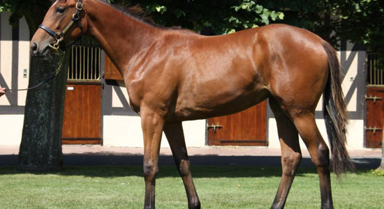 Galileo x Royal Highness filly-1