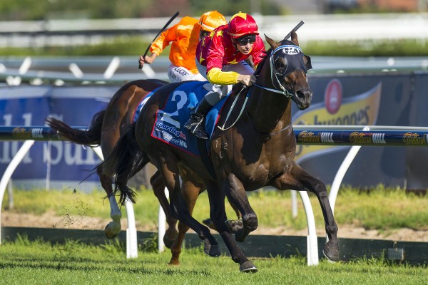 Dissident (Sebring - Diana's Secret) wins the G1 CF Orr Stakes on Valentine's Day on 14 February 2015. This is the horse's final racing campaign before he retires to Newgate Farm for the 2015 breeding season.  He was ridden by Ben Melham and trained by Pe