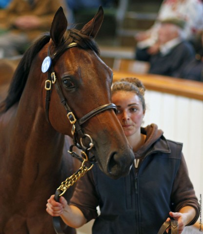 Lot 71 TBK1 3877©Tattersalls.com