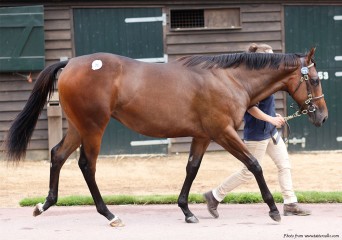 Lot 71 TBK1 3917©Tattersalls-front