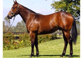 Super1-yearling