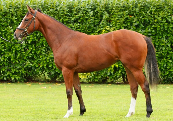 frankel-front