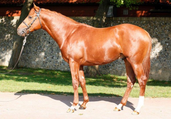 lot 255 Galileo Colt-front