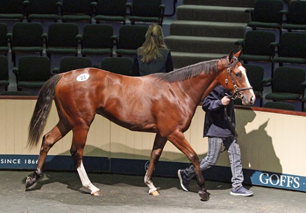 Frankel X Alexander Goldrun filly  Lot 23 -1