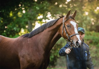 Goffs Orby 2015 -124-front