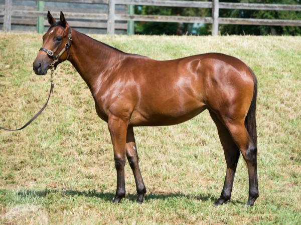 Fastnet Rock x Sarah Vee filly