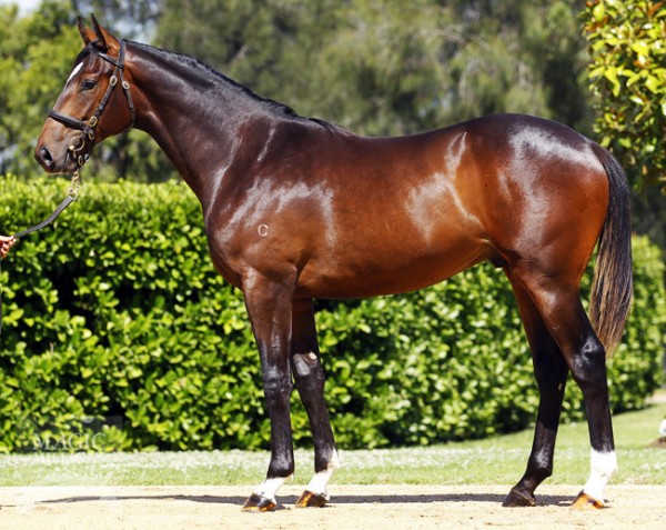 Campbell Junior as a yearling