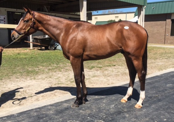 lot27 Bodemeister Colt-1