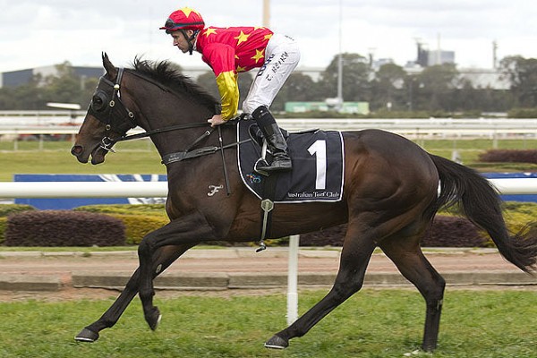 at Rosehill on August 15, 2015 - photo by Martin King / Sportpix - copyright