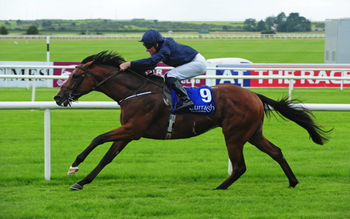 Utah Curragh 5