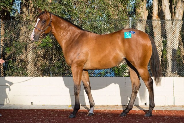 Magic Milions Gold Coast Yearling Sale.  Day 1.  11 January 2017.