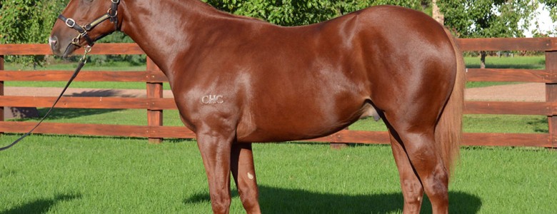 Fratelli as a yearling-front