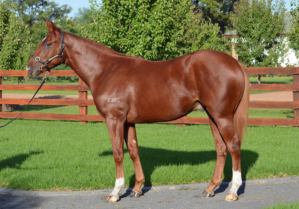 Fratelli as a yearling-front