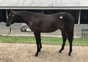 Fearless as yearling-front