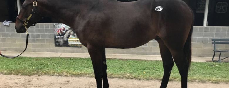 Fearless as yearling-front