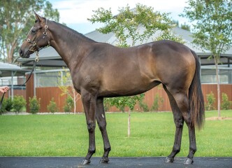 Providenceprovides as a yearling