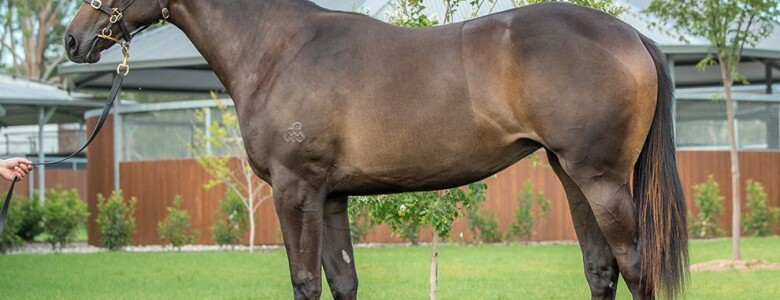 Providenceprovides as a yearling