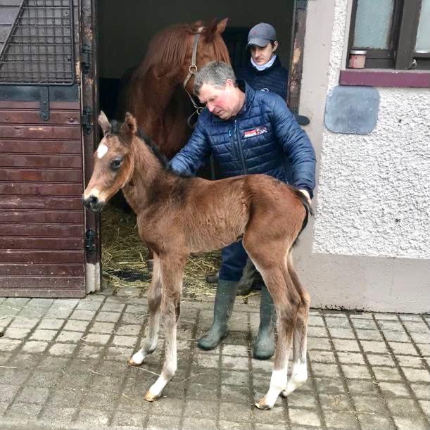 Medaglia D’Oro x Beatrix Potter colt 1 day old