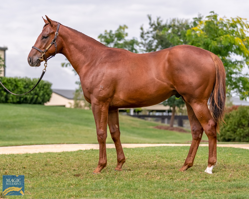 Capitalist x Golconda colt sold for AUD975,000 at the 2021 Magic Millions Yearling Sale