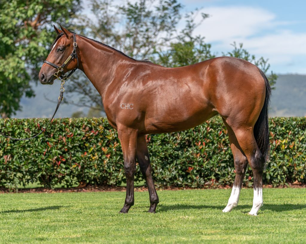 Snitzel x Crystal Flute colt was a must have for George Moore Bloodstock and the newly formed IRON