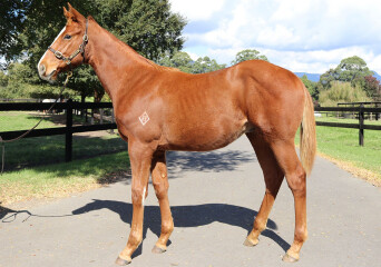 20210506-Justify colt-front