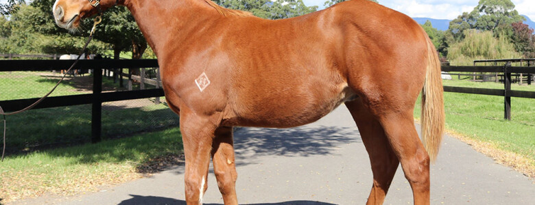 20210506-Justify colt-front