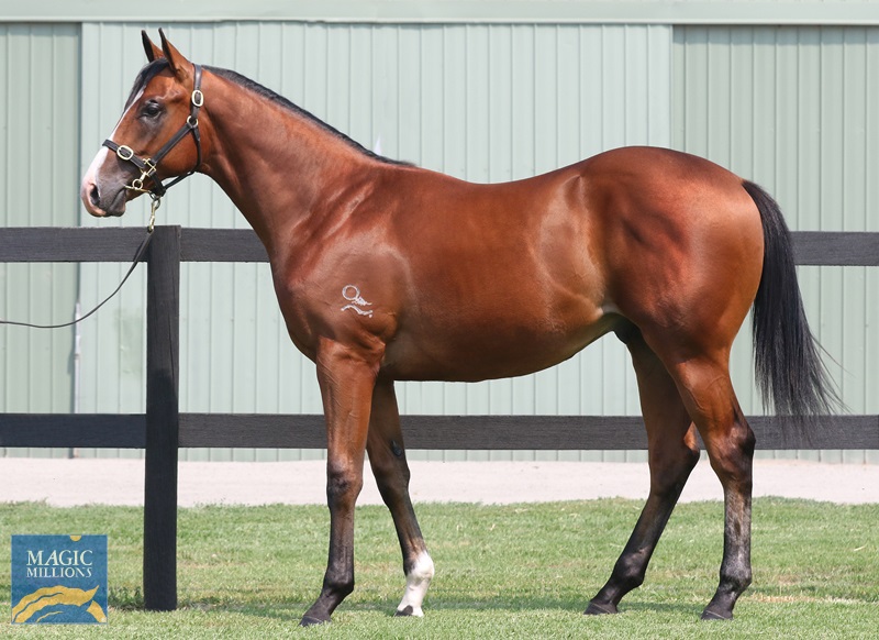 King High as a yearling