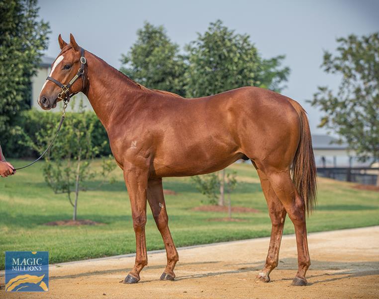 Marine One as a yearling