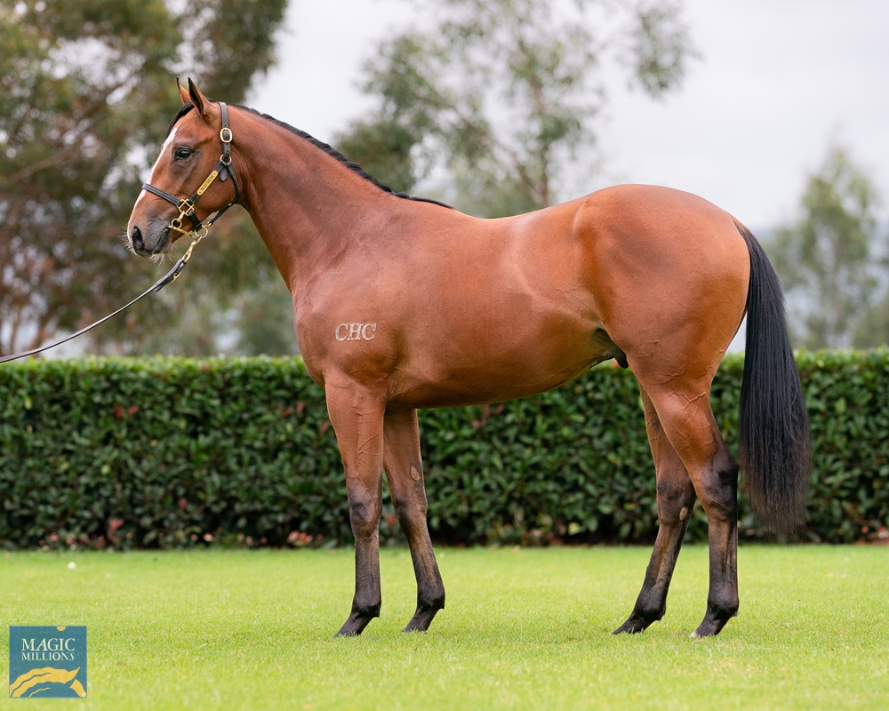 Darby Racing secures another Russian Revolution yearling from CHC (Russian Revolution x Hidden Gem colt)