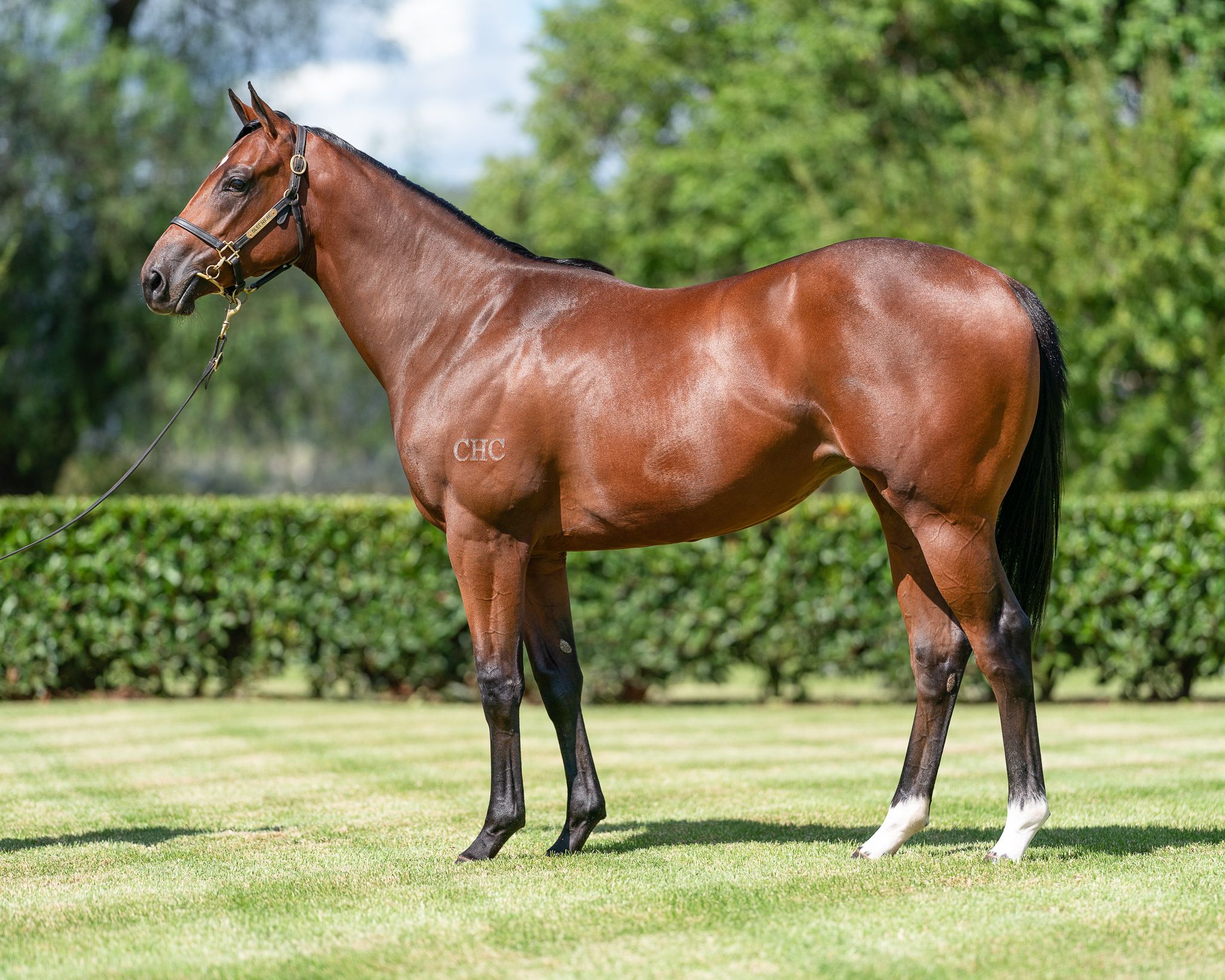 Kia Ora Stud secured CHC's Pierro x Crystal Flute filly