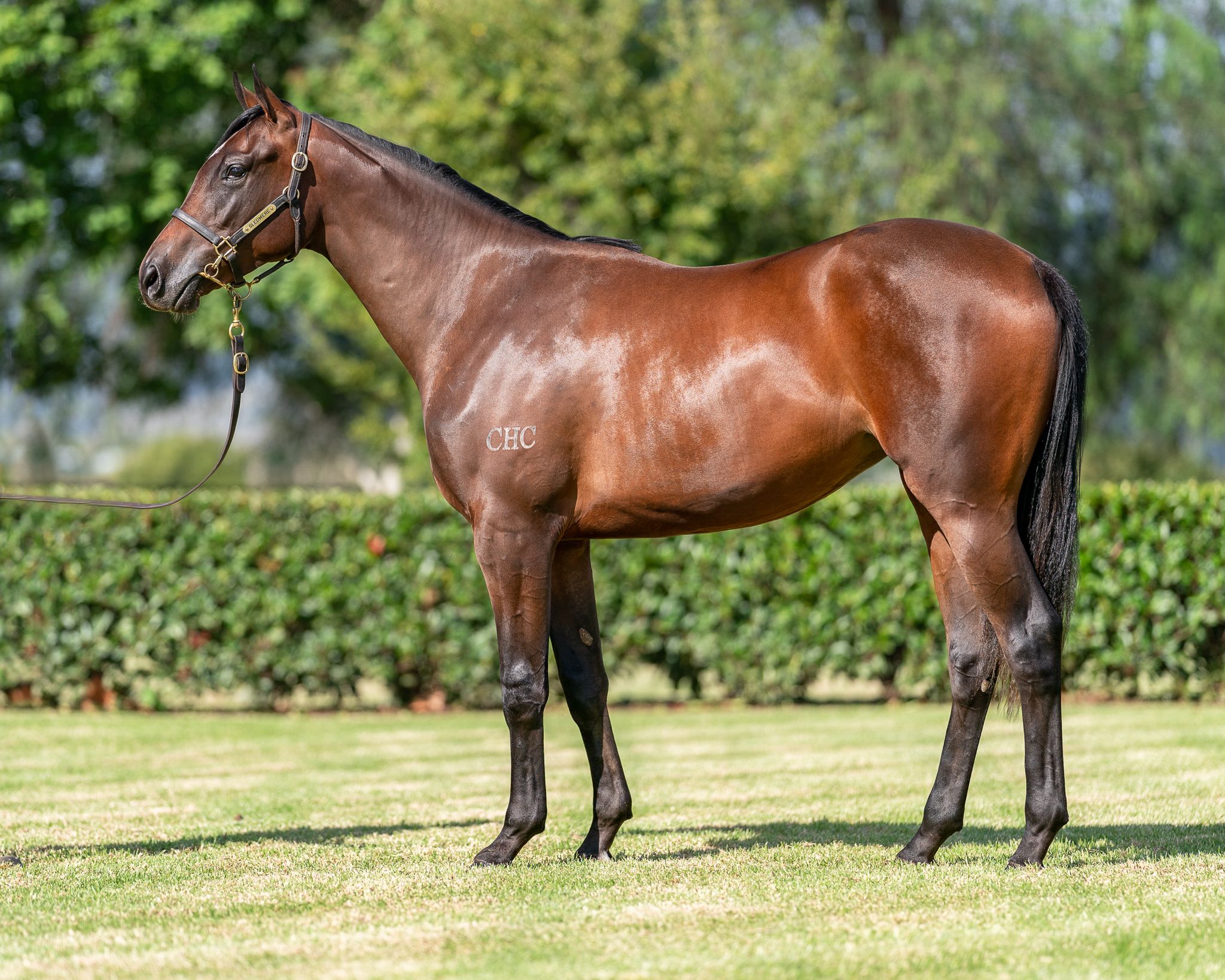 Zoustar x Nurse Kitchen filly was secured by Japan's Katsumi Yoshida