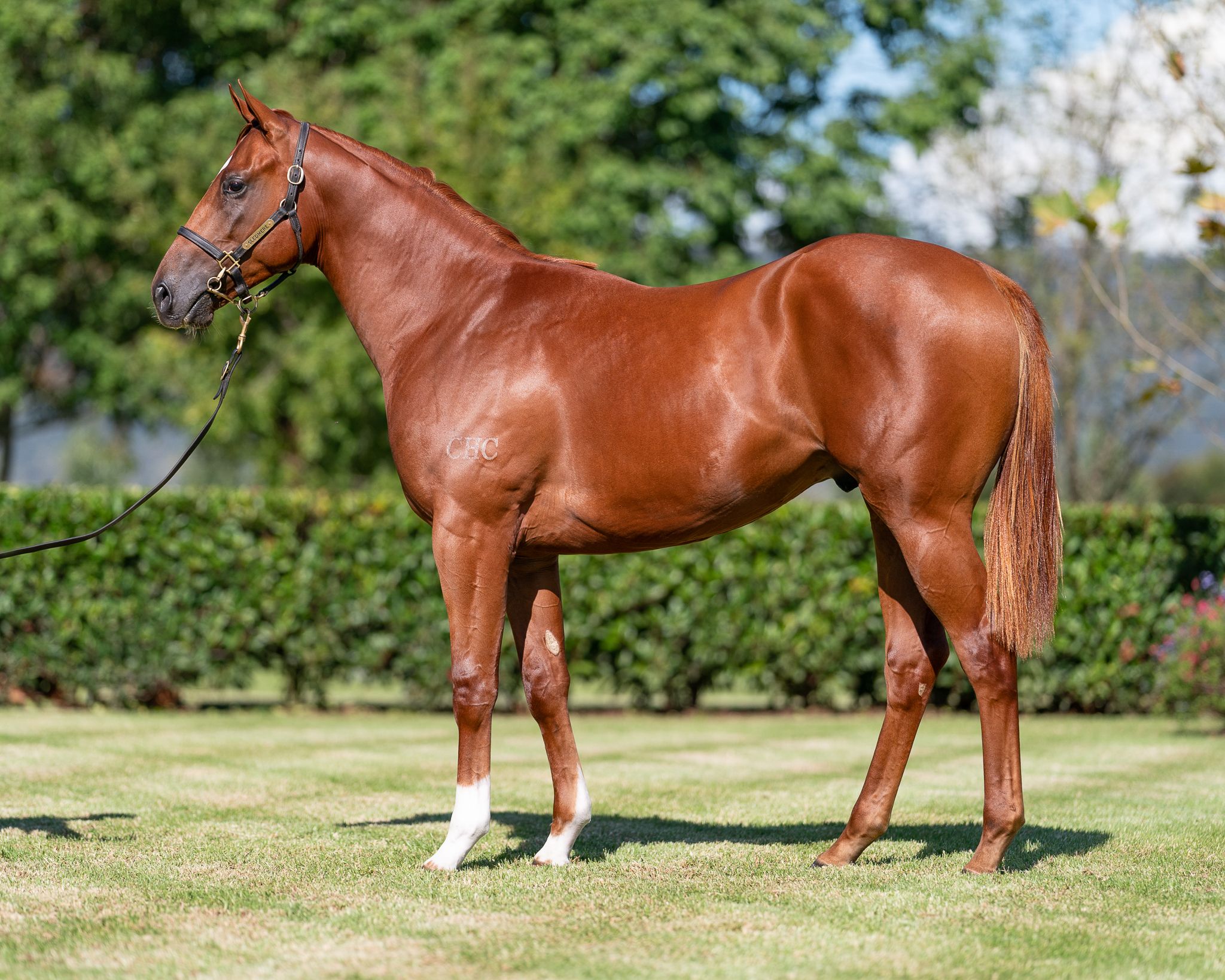 Zoustar x Yattarna colt secured by Tasman Bloodstock